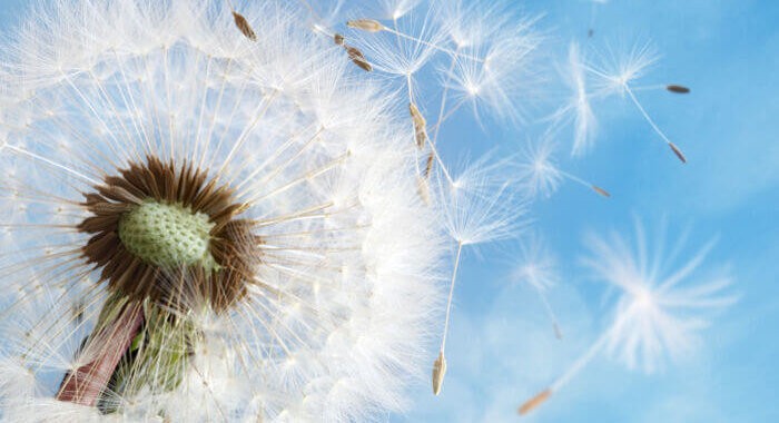 Разработчики биткоина раскрывают дорожную проекта Dandelion