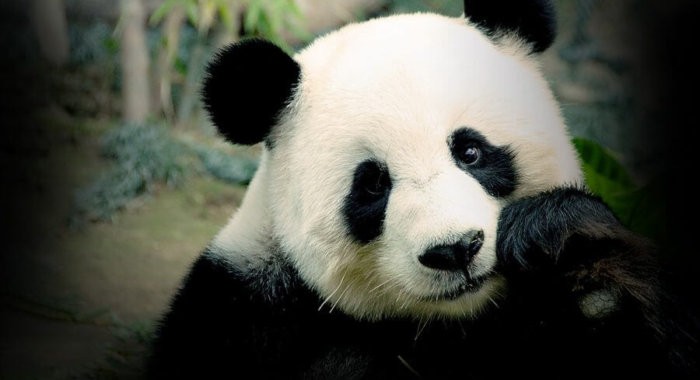 Глава WWF думает о возможности принимать пожертвования в криптовалюте