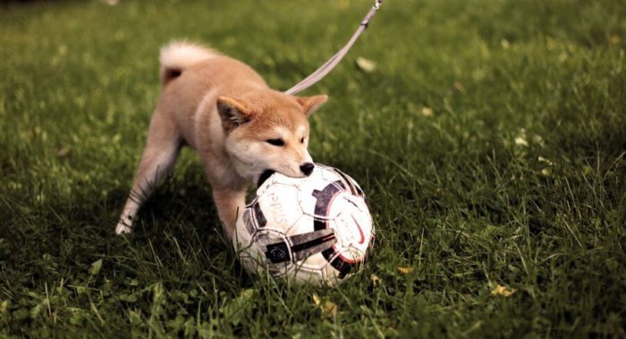 Dogecoin (DOGE) взлетел на 121%