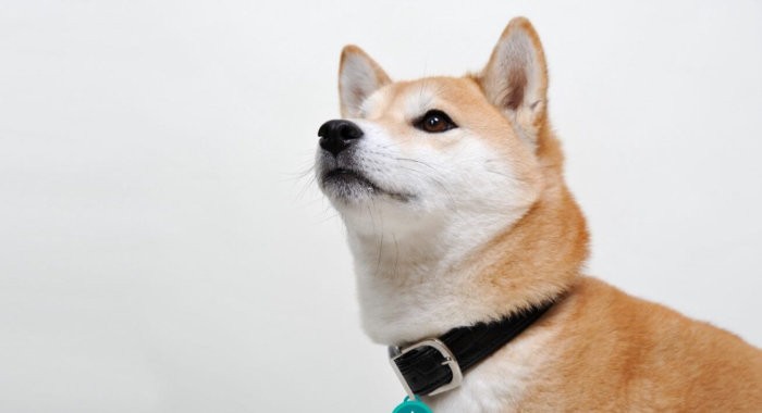 SALT добавляет DOGE в качестве обеспечения для кредитов