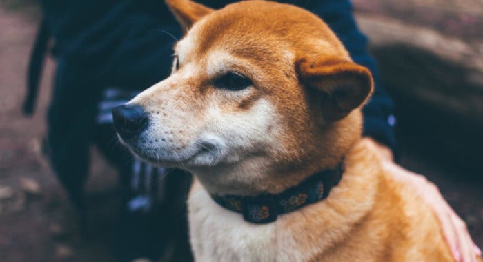 Dogecoin — третье место по количеству активных адресов