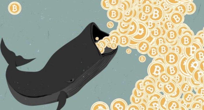 ТОП 5 криптокитов этой недели