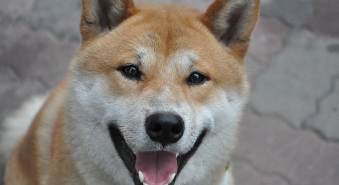 Dogecoin (DOGE) и Huobi объединяются для благотворительности