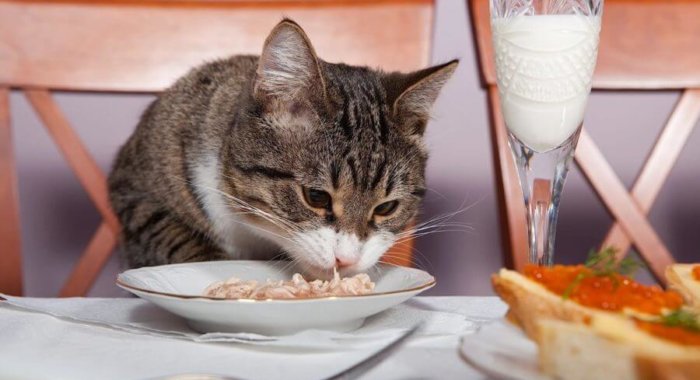 Игра Feed The Cat накормит реальных котов