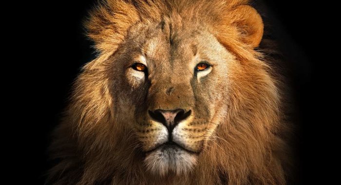Токен Bitfinex LEO попал в топ-10 криптовалют