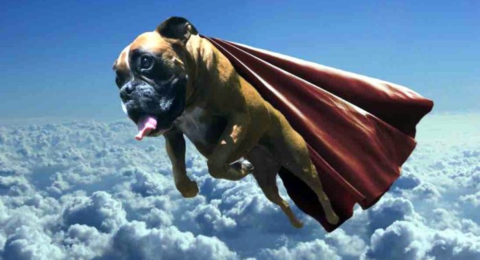 Илон Маск устроил памп монеты Dogecoin
