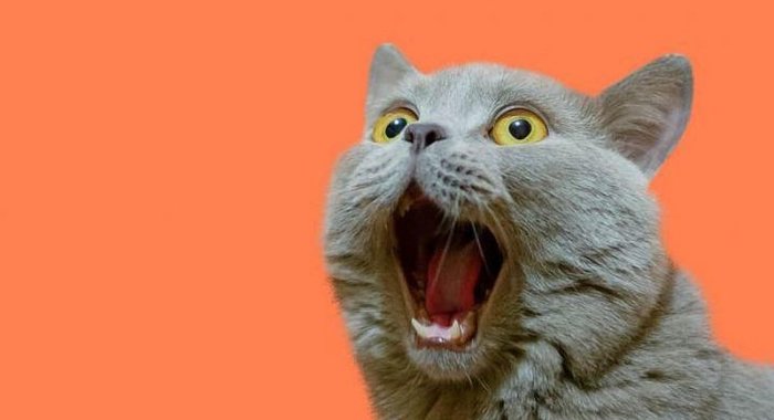 Bitcoin Cat: Новая попытка сделать BTC «великим»