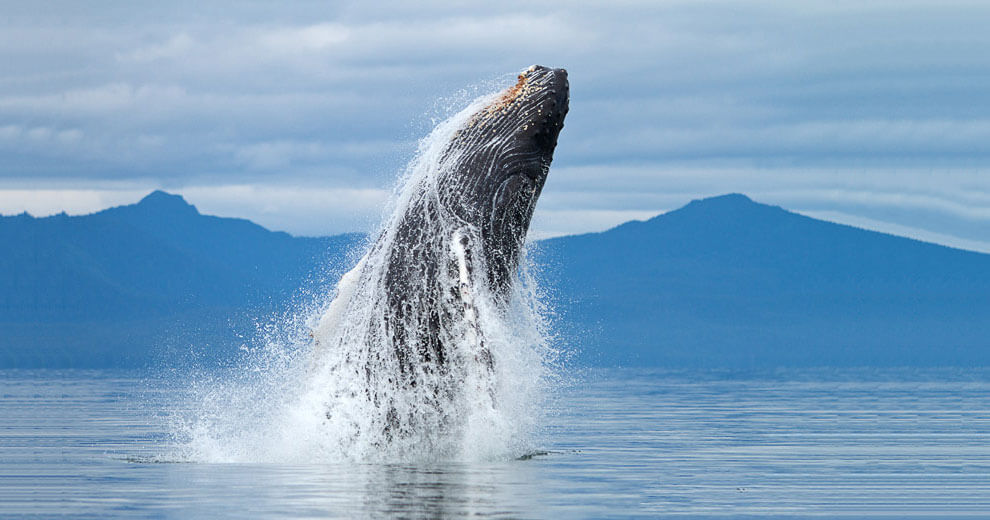 coinmag
