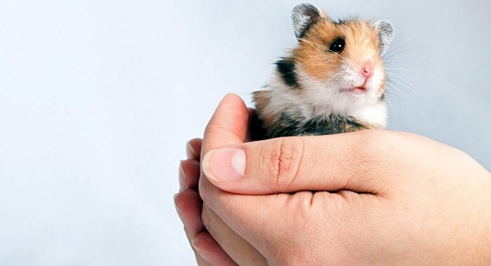Д. Дорси: HamsterCoin — большая угроза для Ethereum, чем Dogecoin