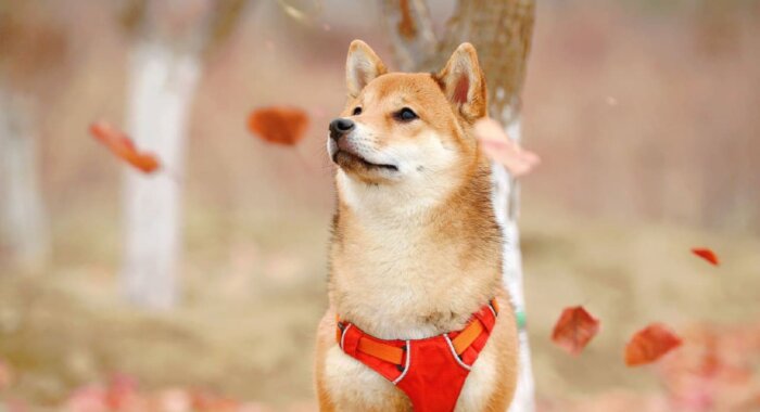 Киты нарастили использование смарт-контрактов Shiba Inu на 600%