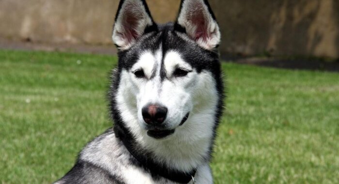 Новый «собачий» токен HUSKYX взлетел на 67000%, но это скам