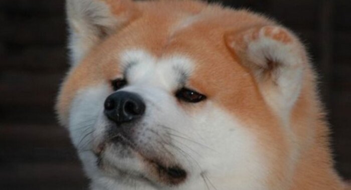 Монета-мем Shiba Inu упала относительно своего пика на 51%