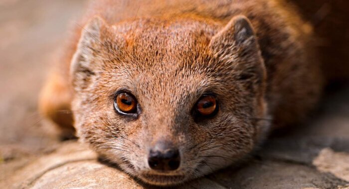 Конгрессмен США обеспечил ценовой взлёт Mongoose Coin на 80000%