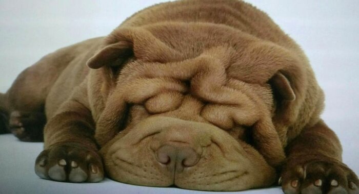 Токен-мем Shar Pei и его 5000 держателей готовят полёт на Луну