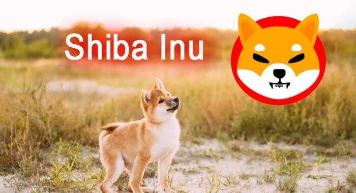 Публичное тестирование метавселенной Shibarium начнётся в конце сентября