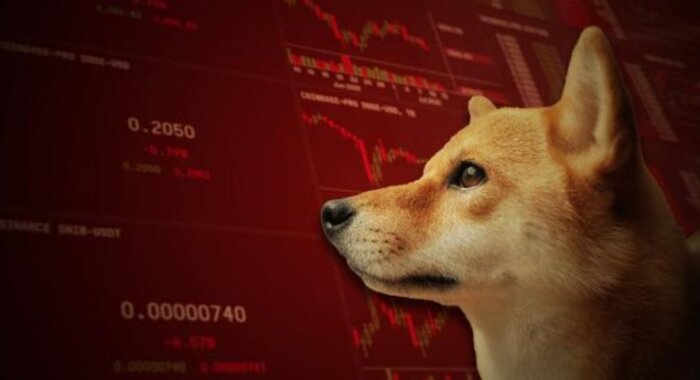 DAO Own The Doge купила права на изображение мема DOGE собаки Кабосу