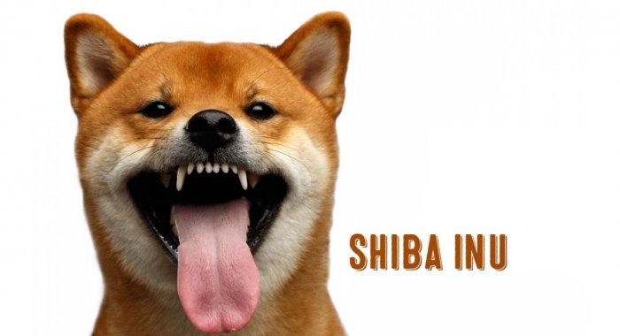 Разработчик Shiba Inu предупредил пользователей об активности скамеров