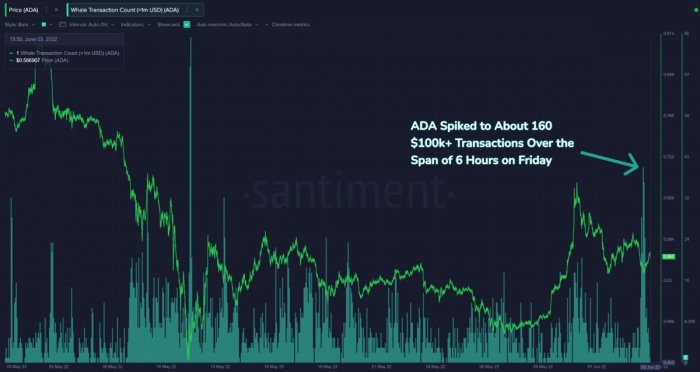 cardano-whales-transations-03-06