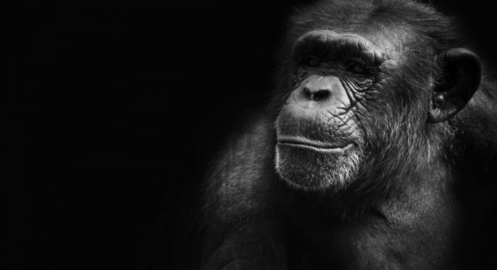 3 предложения, обсуждаемые сообществом ApeCoin, подняли цену APE на 16%