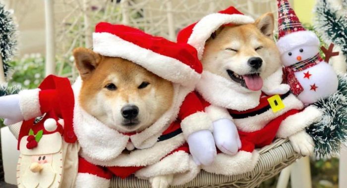 Разработчики Shiba Inu наградят стейкеров призами до $500