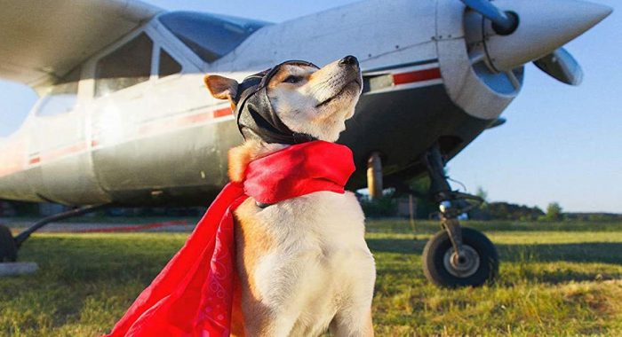 Крупнейшая в мире авиакомпания начала принимать оплату в Shiba Inu