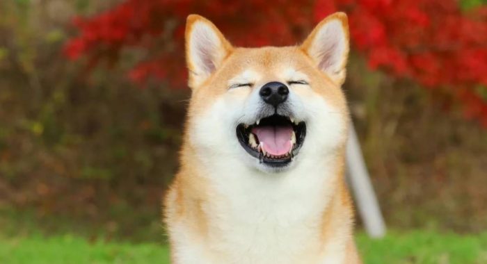 В Японию отправятся паломники для встречи с собакой-мемом Dogecoin
