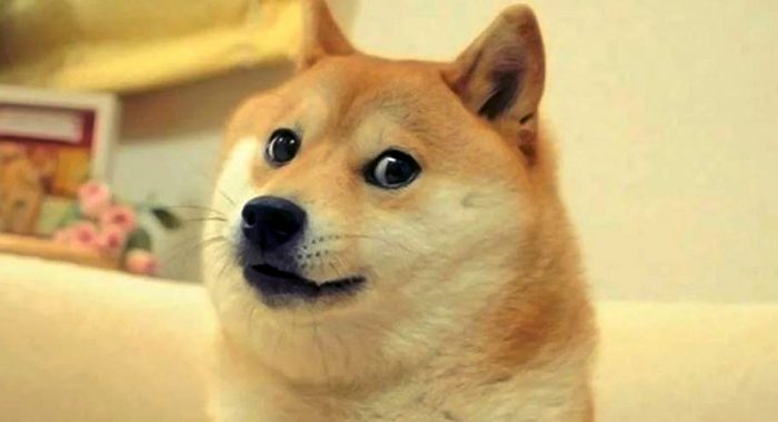 О собаке Кабосу, ставшей символом Dogecoin, снимут документальный фильм