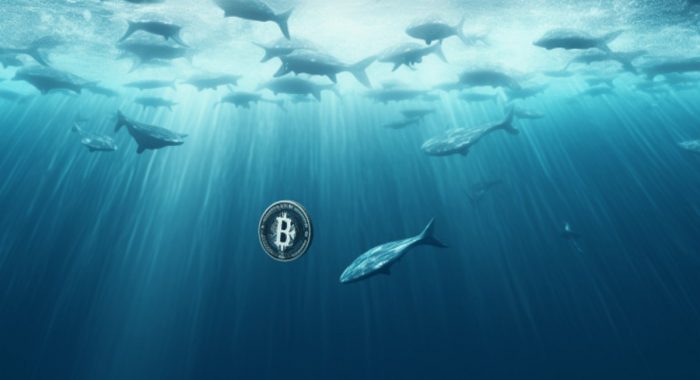 Благодаря коррекции биткоин-киты заработали $1,4 млрд за 24 часа
