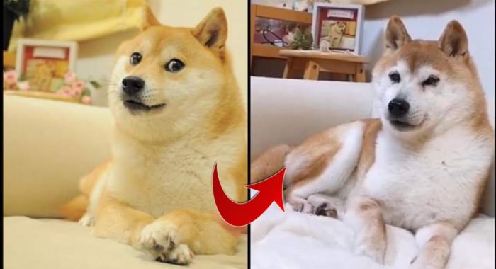 В честь известной собаки Кабосу, ставшей символом DOGE, поставят памятник