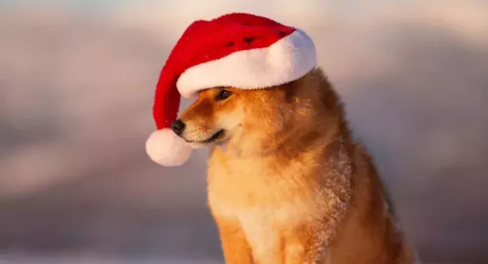 Разработчики Shiba Inu раздадут подарки в канун Рождества