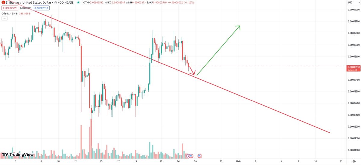 shib-bear-line-25-april