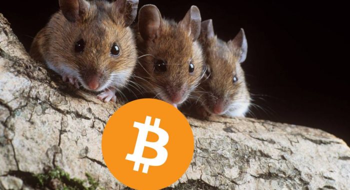 Три слепые мыши утянут курс биткоина на дно, предупредил Брандт