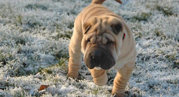 Инсайдер обрушил цену мемкоина SHARPEI на 96%
