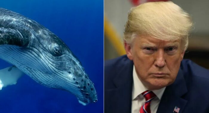 Киты продали криптовалюту Дональда Трампа TRUMP себе в убыток