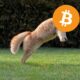 Питер Брандт считает коррекцию биткоина прыжком дохлой кошки
