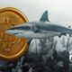 За неделю биткоин-акулы с балансами 100-1000 BTC купили более 54,000 монет