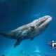 White Whale кит Happy Coin News crypto криптовалюта